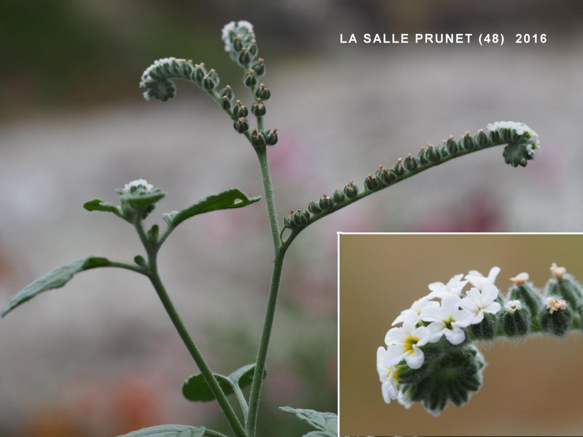 Heliotrope flower